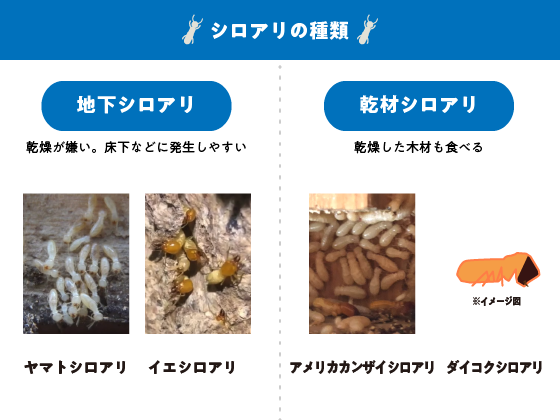 シロアリの種類